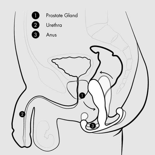 Aneros Helix Trident Prostaat Stimulator